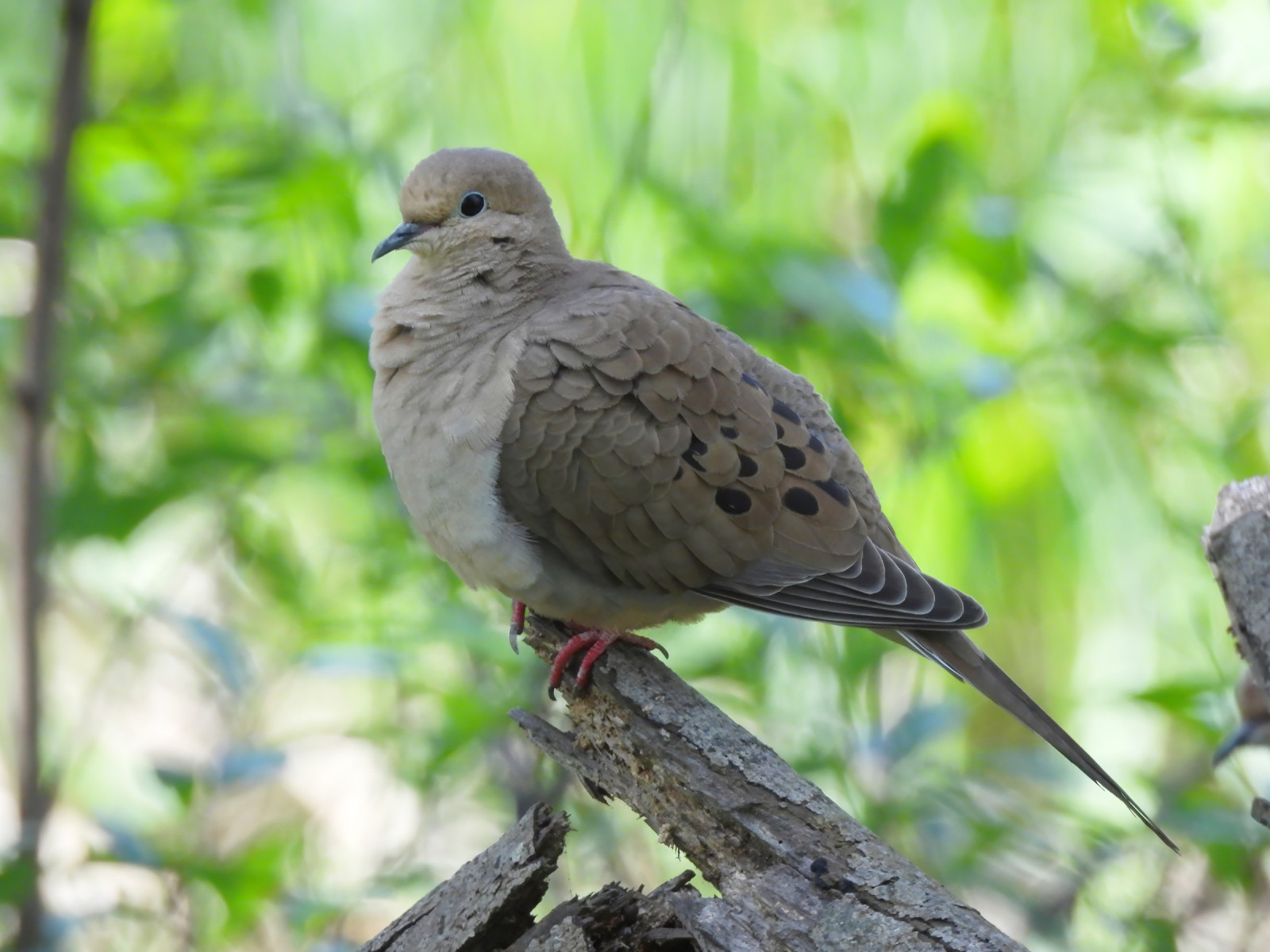 image Mourning Dove